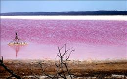 دریاچه ی صورتی، استرالیا