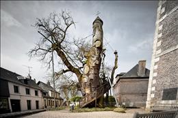 درخت بلوط هزار با یک کلیسای کوچک در درونش،فرانسه