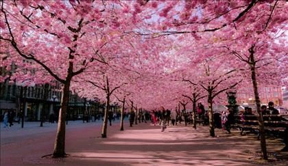 عکس زیبا از خیابان های دنیا در بهار