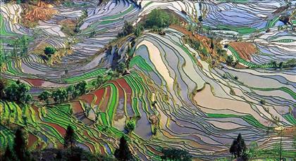زمین‌های شگفت انگیز برنج در چین