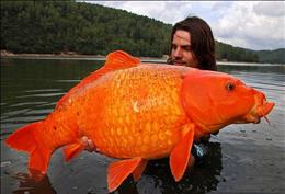 ماهی قرمز 15 کیلویی