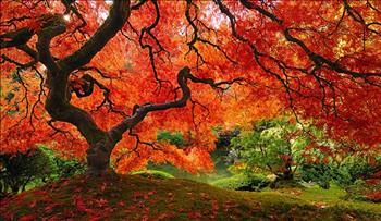 عکسهایی از درختان زیبا از سراسر دنیا