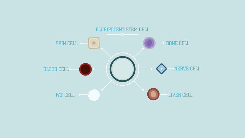 سلول‌های بنیادی چه نوع سلول‌هایی هستند؟