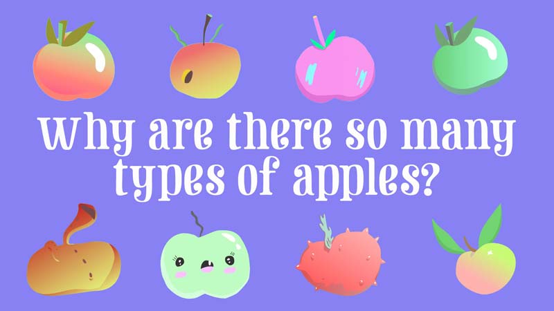 چرا انواع زیادی سیب وجود دارد؟