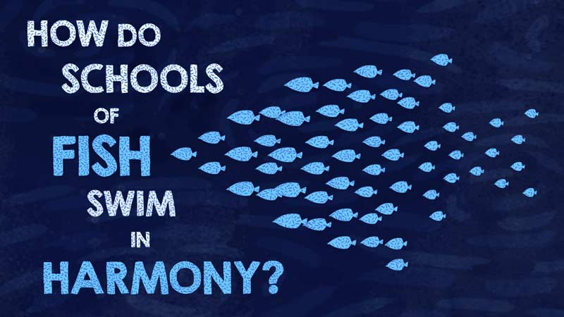 دسته‌های بزرگ ماهی چگونه به صورت هماهنگ شنا می‌کنند؟