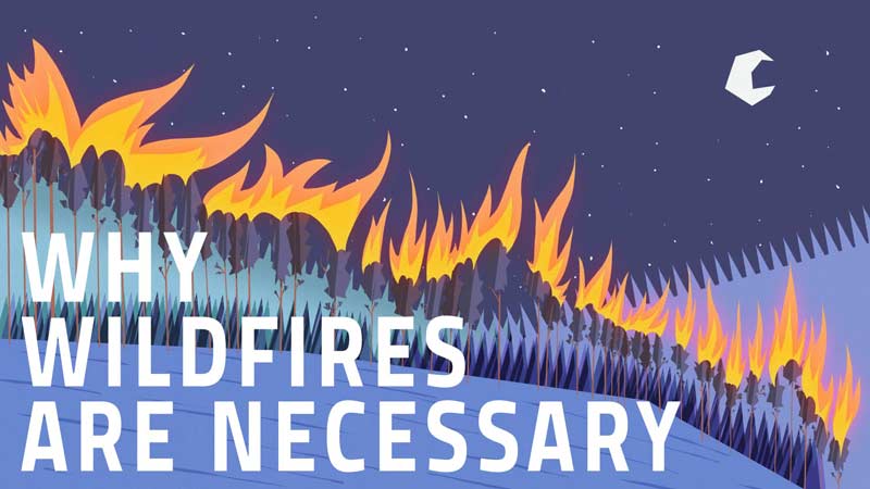 اهمیت آتش‌سوزی‌ جنگل‌ها