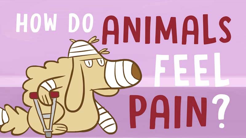 حیوانات چگونه درد را تجربه می‌کنند؟