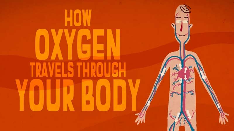 سفر شگفت انگیز اکسیژن در بدن