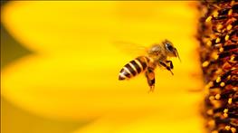 ۸ حقیقت جالب درباره زنبورهای عسل