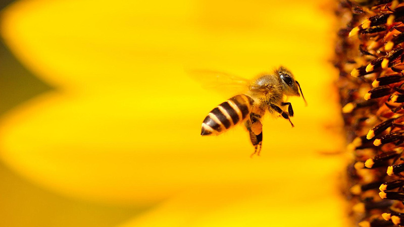 ۸ حقیقت جالب درباره زنبورهای عسل