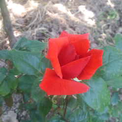 سوده نیک صالحی سوده نیک صالحی