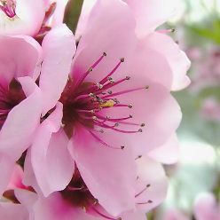 Sh248 Kheradmand Sh248 Kheradmand