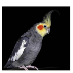 میررضا سیدتقوی میررضا سیدتقوی