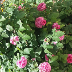 ستاره بهرام ستاره بهرام