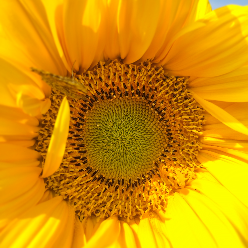 ابوالفضل احمدی ابوالفضل احمدی