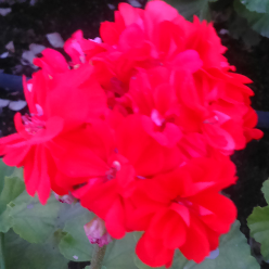 Mostafa Taghavy Mostafa Taghavy