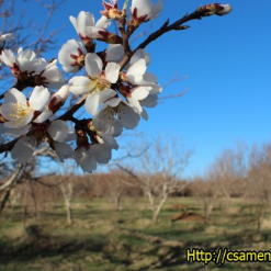 باسط محمدی باسط محمدی