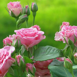 رحیمه  محمدی  رحیمه  محمدی