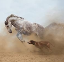 مرتضی درخشانی مرتضی درخشانی