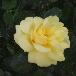 آمنه شعبان زاده آمنه شعبان زاده