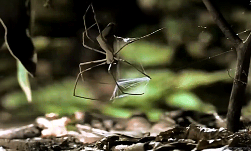 عنکبوت از نوع گلادیاتور