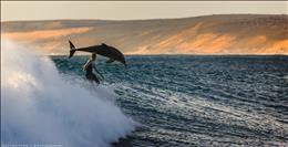 موج سوار و دلفین