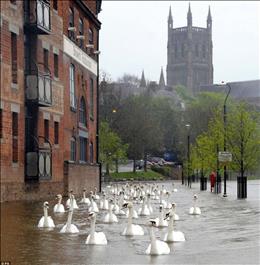 قوها بعد از طوفان در خیابان شنا می‌کنند،انگلستان.