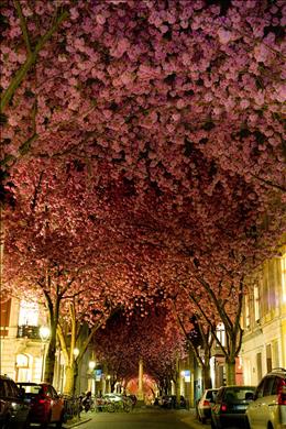 درختان آلبالو در شکوفه، آلمان