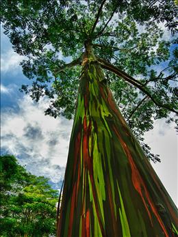 اوکالیپتوس رنگین کمانی،هاوایی