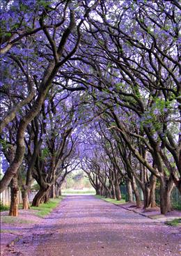 درخت جوالدوز، آفریقای جنوبی