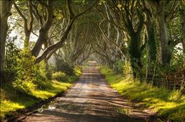  خیابانی از درختان راش، ایرلند شمالی 