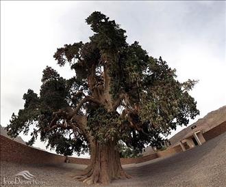 سرو زربین سنگان، خاش