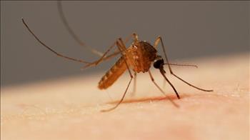 چگونه پشه‌ها با استفاده از شش سوزن خون شما را می‌مکند؟