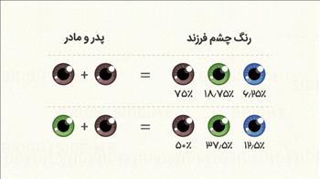 فرزند شما چه شکلی خواهد شد؟