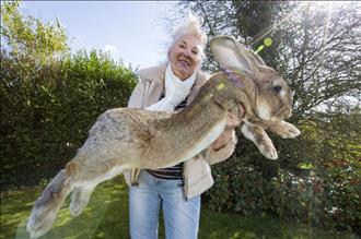 داریوس؛ بزرگ‌ترین خرگوش دنیا.
