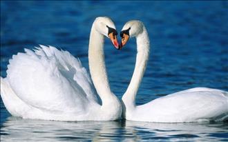 White swans