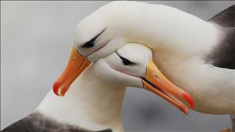 Albatrosses