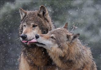 Wolves