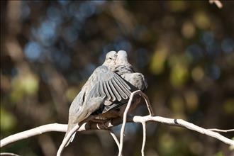 Turtledove