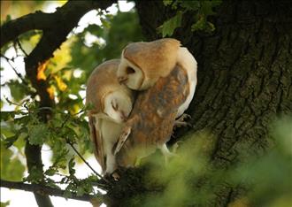 Screech-owls