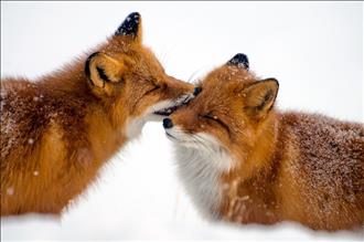 Foxes