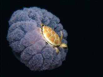 لاک‌پشت و عروس دریایی