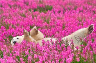 خرس‌های قطبی در مزرعه بازی می‌کنند