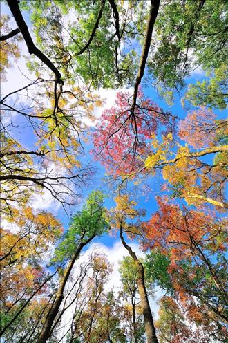 رنگ‌های پاییزی