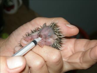 Baby hedgehogs