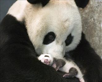 A baby panda