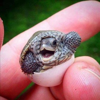 A baby turtle