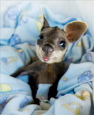 A baby kangaroo