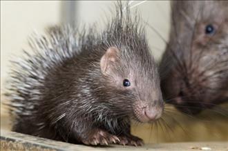 A baby porcupine