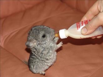 A baby chinchilla